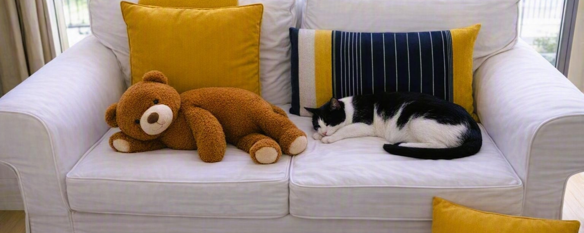 oso y gato durmiendo en sofa