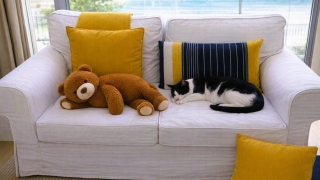 oso y gato durmiendo en sofá